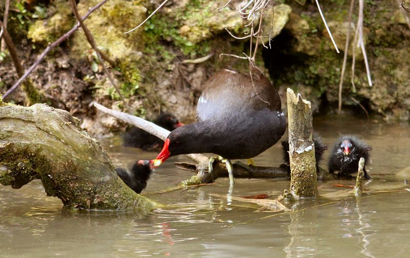 Photo Moorhen feeding baby moorhens